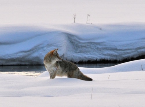 Coyote