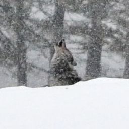 ... and a little howl