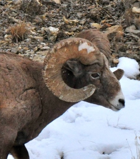 Big Horn Sheep
