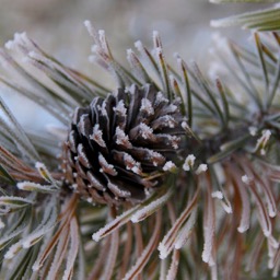 Frosty pines/
		    