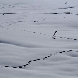 Critter trails on an empty land/
		    