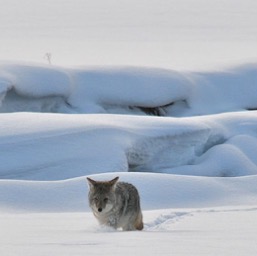 Our first coyote! Hi Buddy!/
		    