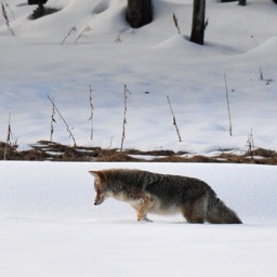 Where's that mouse?/
		    