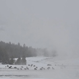 More bison/
		    