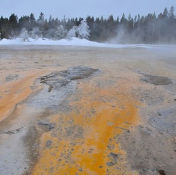 A river of bacteria /
		    