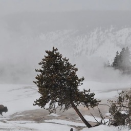 Lone bison/
		    