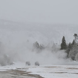 DId I mention the bison?/
		    