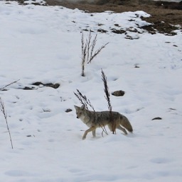 Coyote crossing the road.../
		    