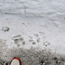Wolf, coyote, and Assana paws/
		    