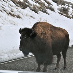 Bison standoff... /
		    