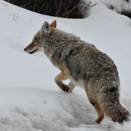 Smiling coyote (© RickAndRandy.com)/
		    