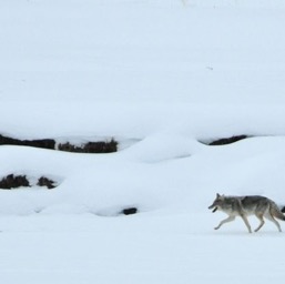 ...looking for his buddy.../
		    