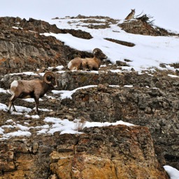 Resting sheep.../
		    