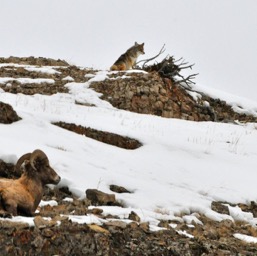 Wait a minute! Who's your buddy on the ridge?/
		    