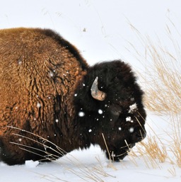 Bison sweater and the snow/
		    