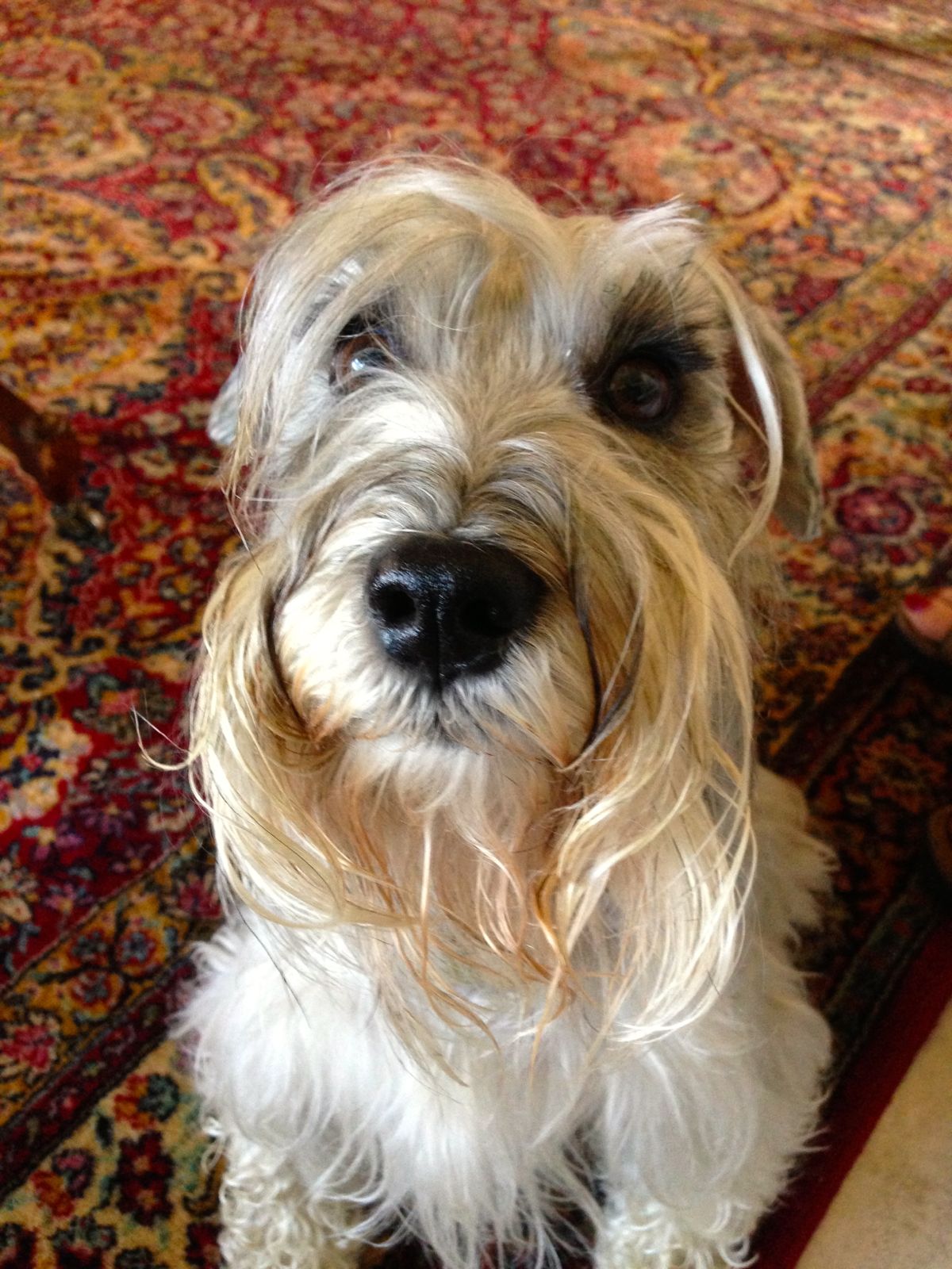 Rex, the sweetest dog ever!/