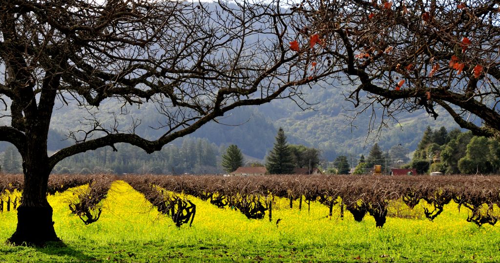 Grapes and mustards /