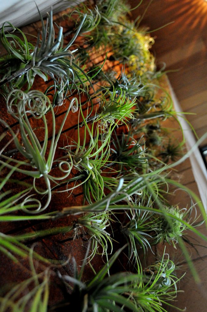 Air plant wall in the lobby/