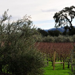 Olives, grapes and an oak! All our favorite things!/
		    